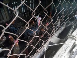 Notícias Criação de animais.