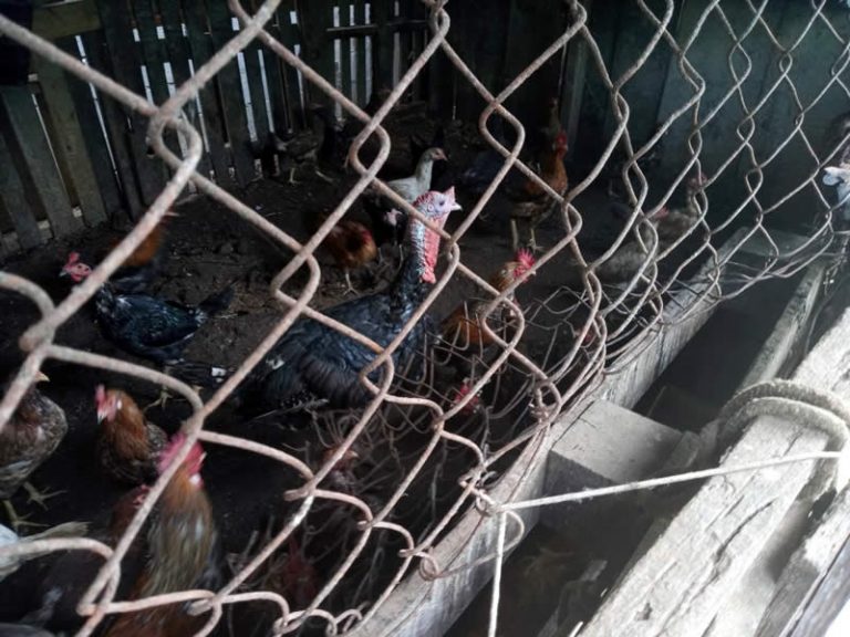 Criação de animais.