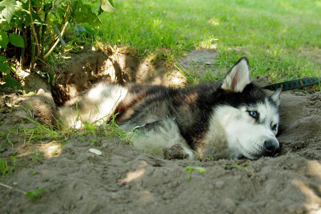 Polícia Civil indicia quatro pessoas pela morte de 50 cachorros no país