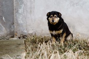 cães abandonados