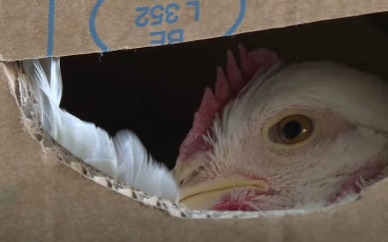 Frango brasileiro