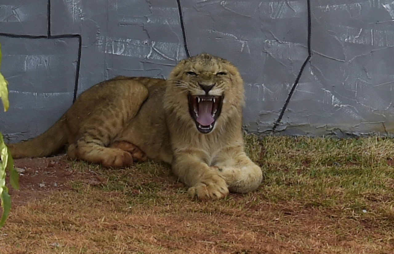 Leão Madiba