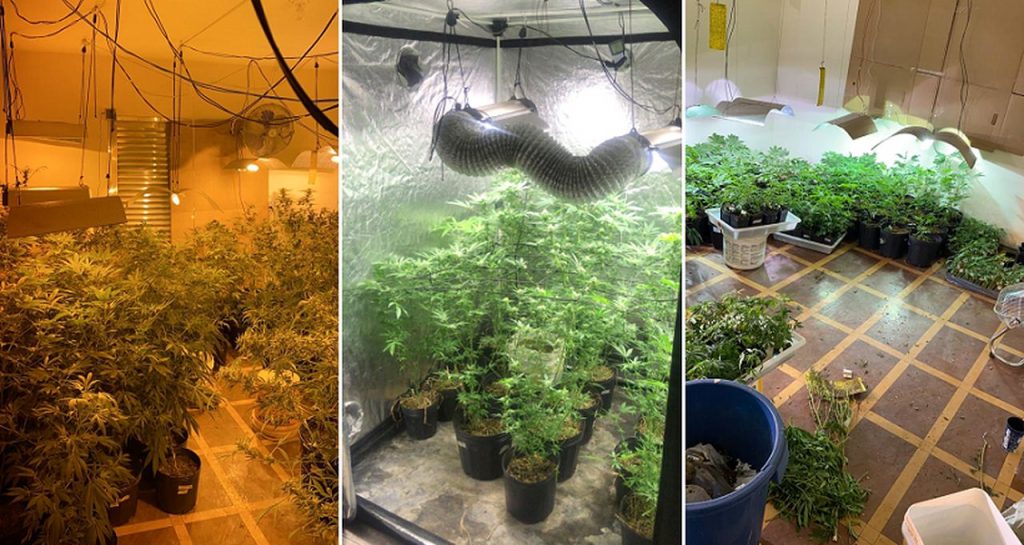 Plantação caseira de maconha