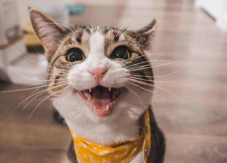 gato