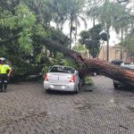 árvore cai sobre carro_Easy-Resize.com