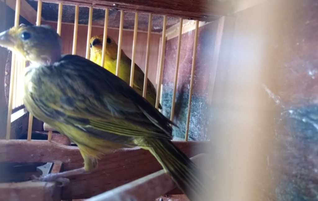 GCM Ambiental de Guarulhos flagra rinha de pássaros em sítio e prende 22 pessoas_05