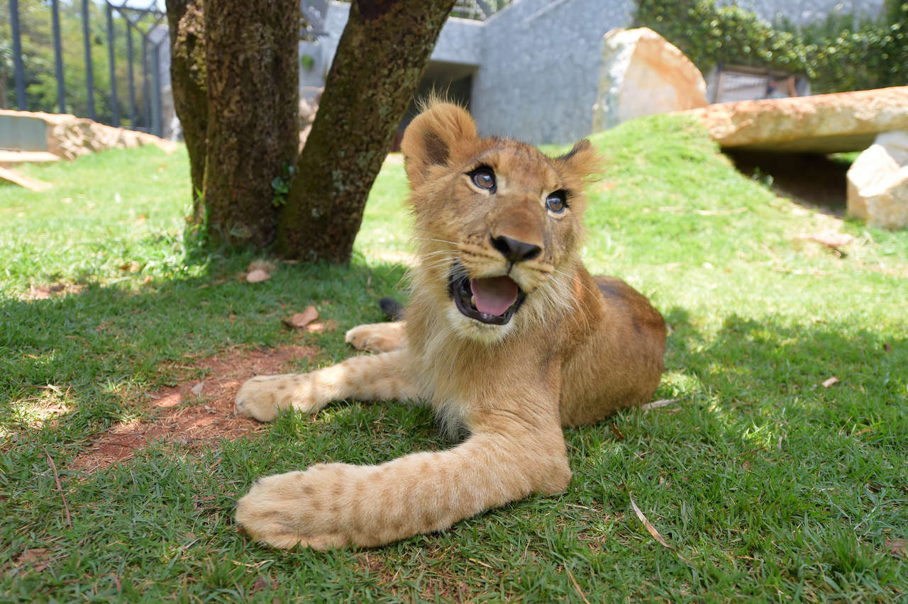 Leao Kalifa - Zoologico de Guarulhos -Foto_Fabio_Nunes_Teixeira (104)_Easy-Resize.com (1)