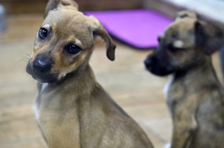 Cãezinhos