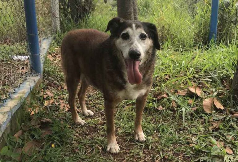 Proteção Animal convida empresas para parceria em projeto de adoção e doação de insumos_Easy-Resize.com