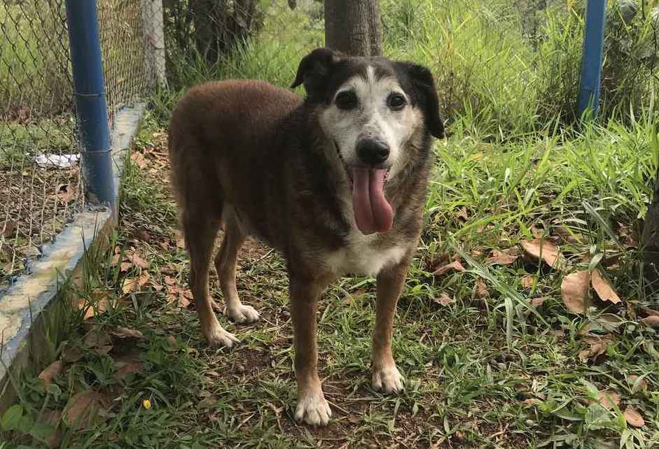 Proteção Animal convida empresas para parceria em projeto de adoção e doação de insumos_Easy-Resize.com