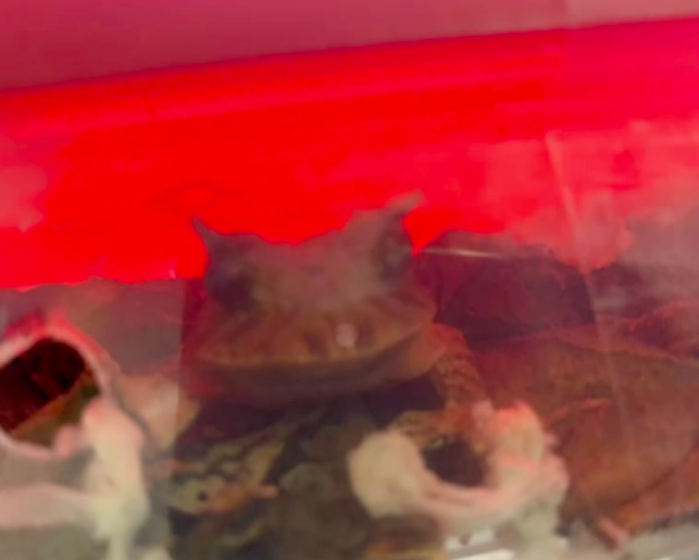 Biólogo tenta embarcar com mais de 100 animais vivos no Aeroporto de Guarulhos
