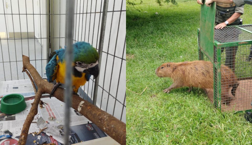 animais resgatados