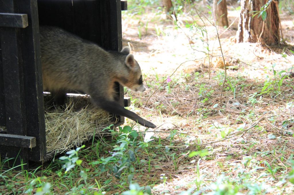 Zoo de Guarulhos trata e devolve à natureza 233 animais