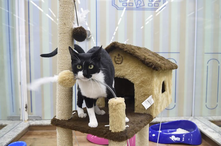 gato para adoção