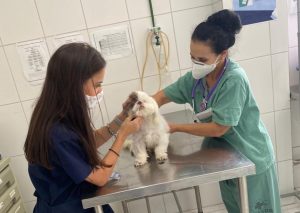 Hospital Veterinário UNG