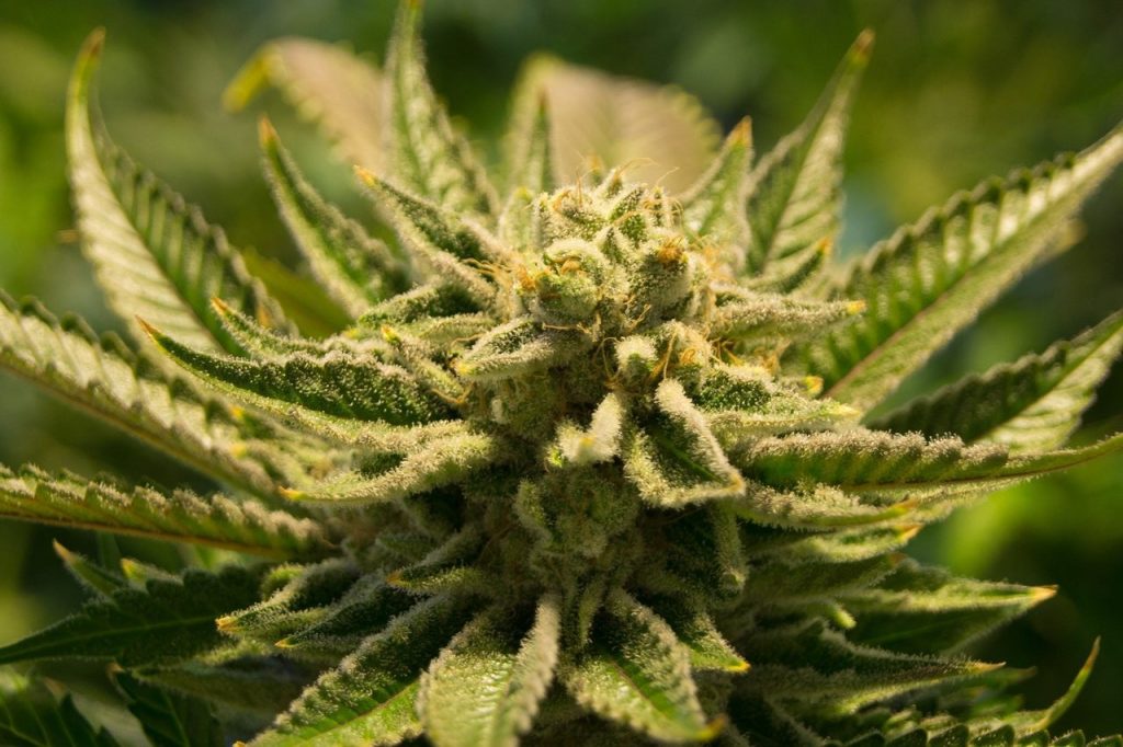 cannabis maconha