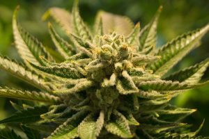 cannabis maconha