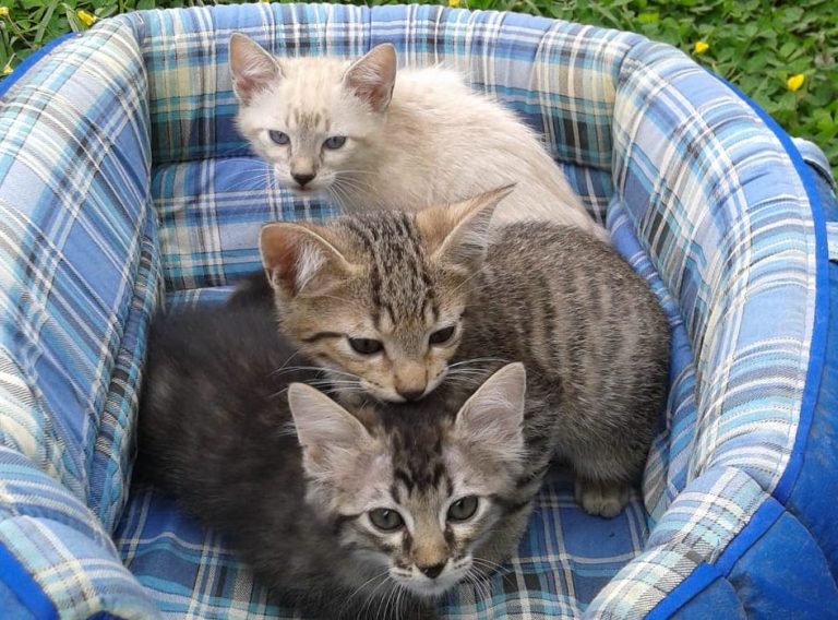 gatos para delivery