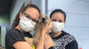 adoção animais