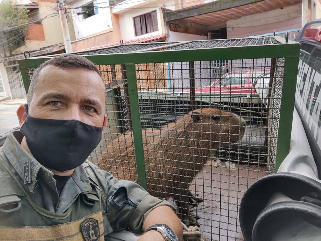 GCM multa maus-tratos a animais