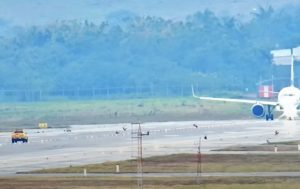 Aves no aeroporto