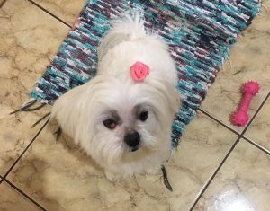 Fofinha
