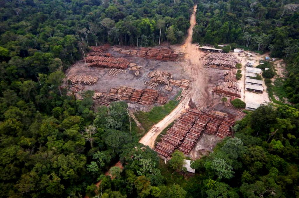 Procon cria força-tarefa contra venda ilegal de madeira nativa em São Paulo