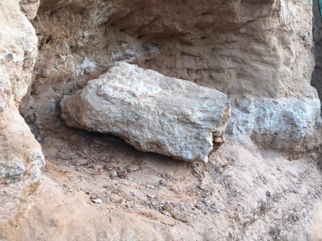 fóssil dinossauro
