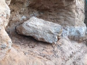 fóssil dinossauro