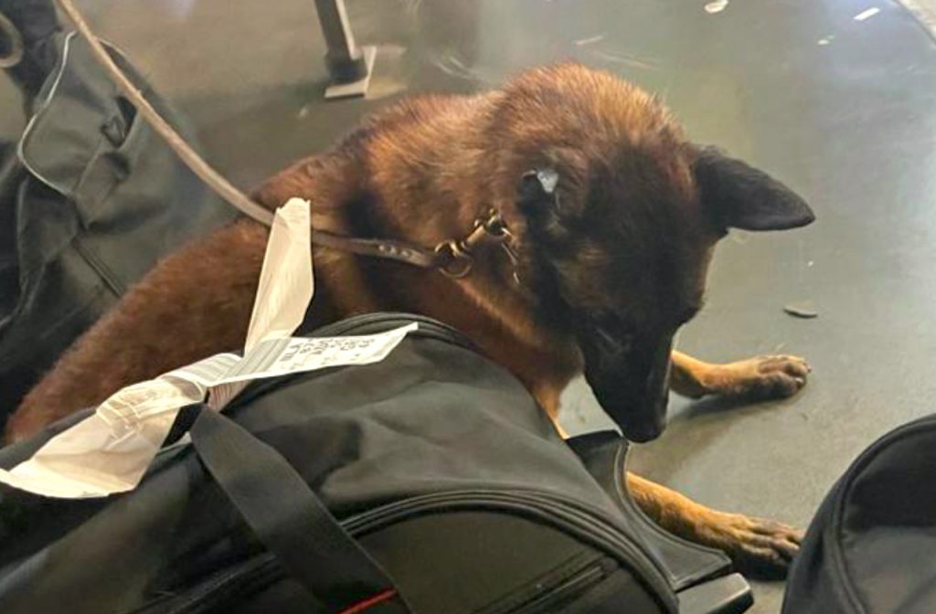 PF apreende 12 kg de cocaína dentro de bagagens com auxílio de cães farejadores