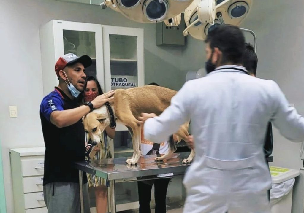 Pandora veterinário