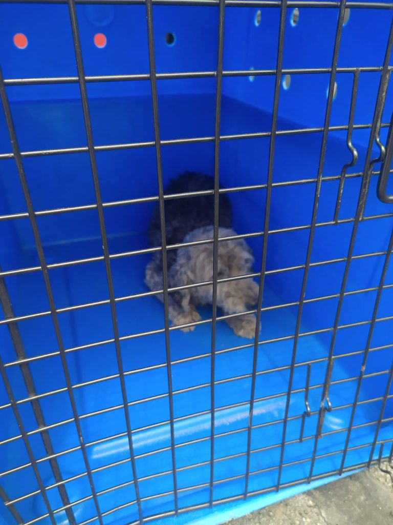 Vídeo: cachorro é resgatado de escombros da cratera da Via Dutra em Guarulhos