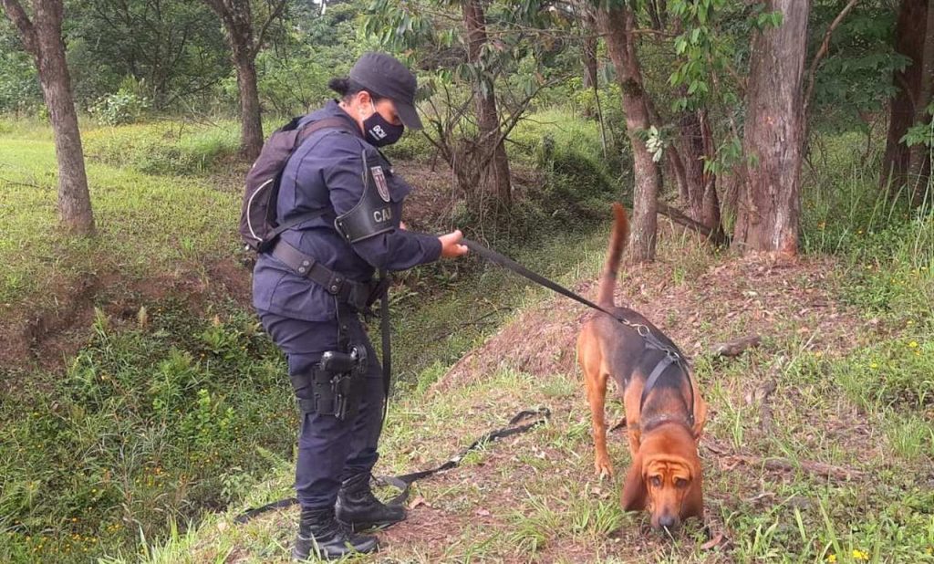 Cão farejador da GCM ajuda nas buscas por Pandora no Aeroporto de Guarulhos