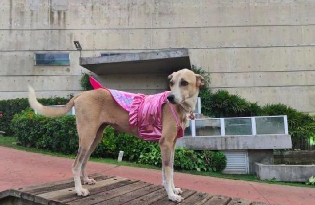 cadela pandora