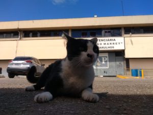 Gatos no Marrey