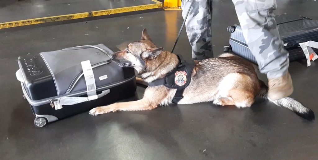 PF prende seis passageiros no Aeroporto de Guarulhos por tráfico de drogas