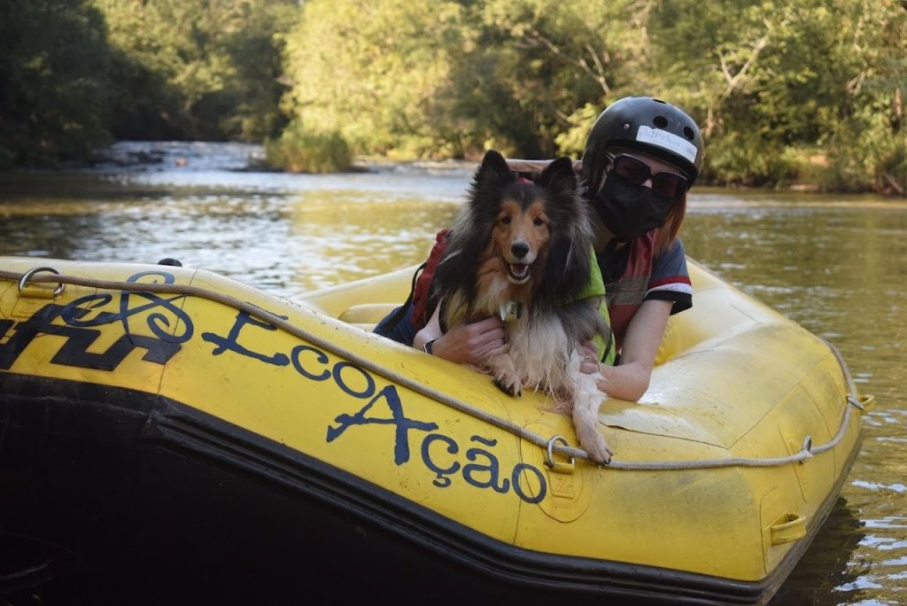 Quer viajar com o seu pet? Conheça os locais que aceitam animais de estimação