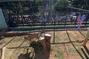 Leão Khalifa, crianças, Zoológico de Guarulhos