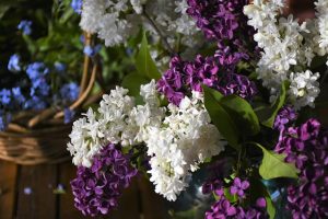 Flor dia das mães
