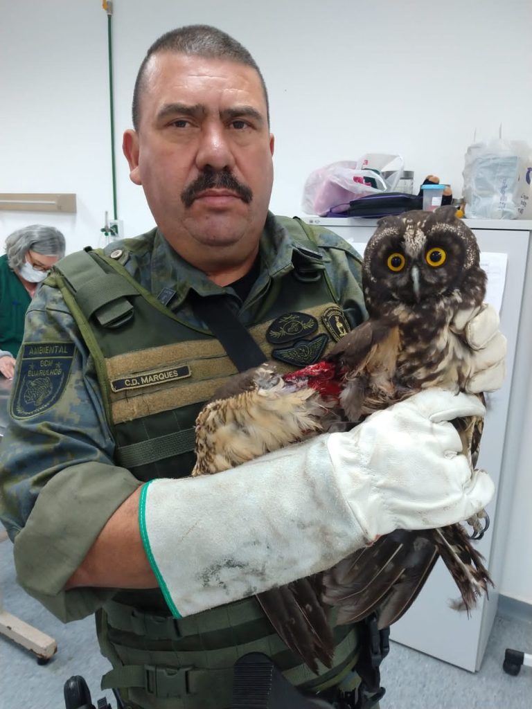 Coruja ferida com pipa e cerol