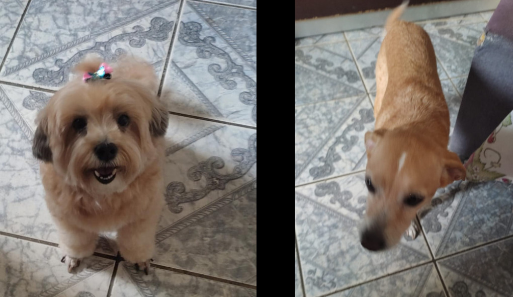 Cães salvos