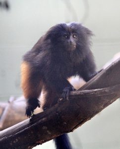 Mico-leão-preto no Zoológico de Guarulhos