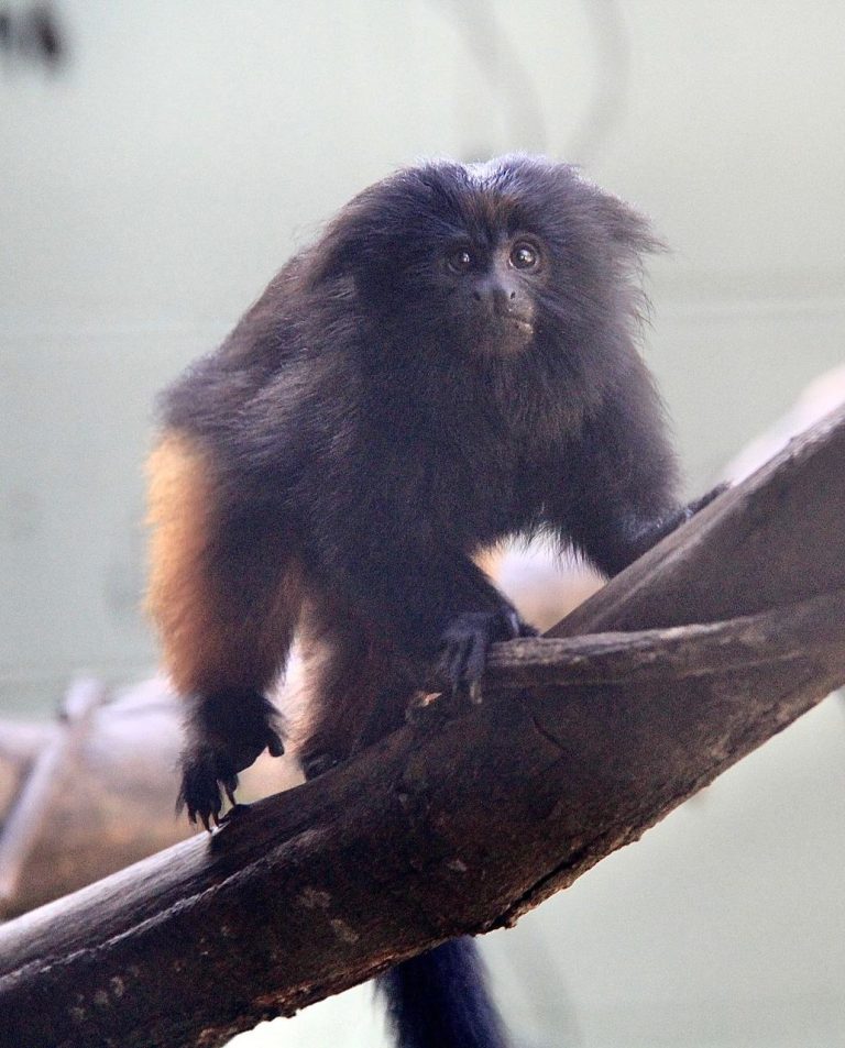 Mico-leão-preto no Zoológico de Guarulhos