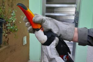Tucano-toco