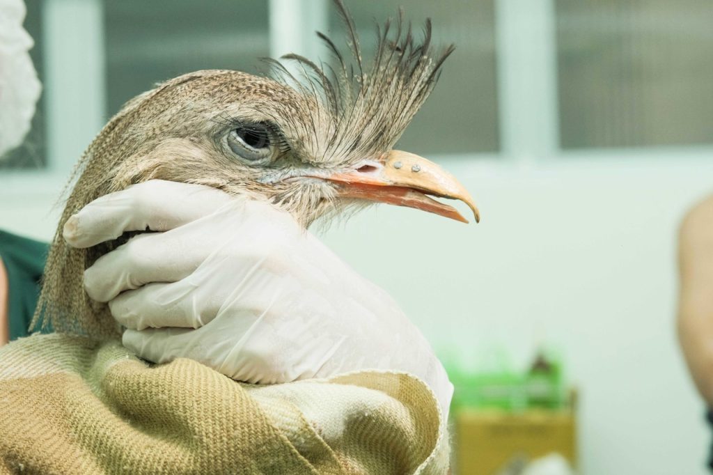 transplante de bico - Siriema - Zoológico de Guarulhos