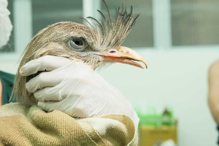 transplante de bico - Siriema - Zoológico de Guarulhos