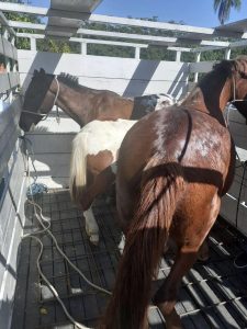 cavalos apreendidos