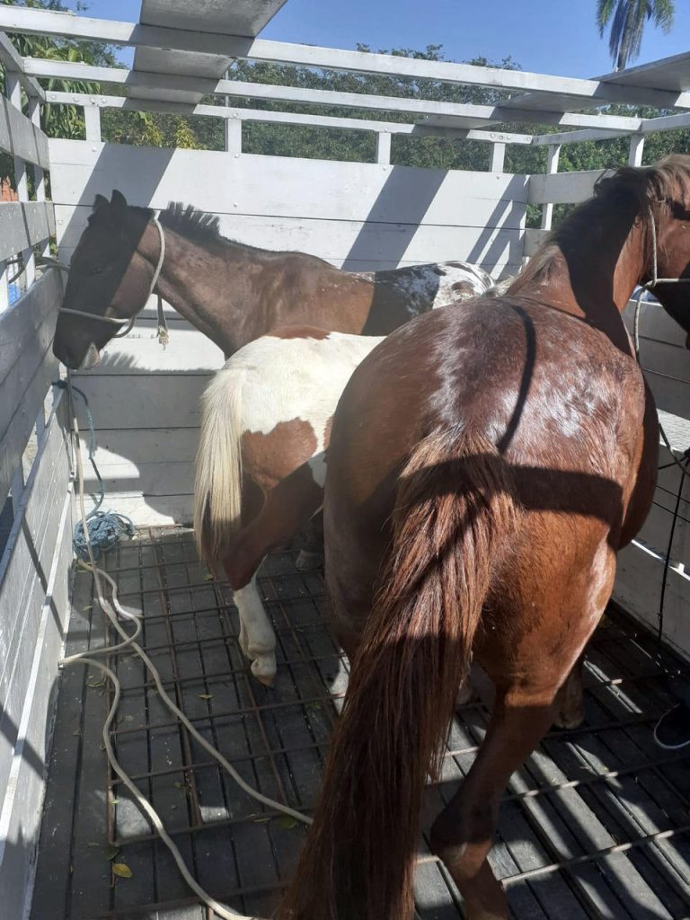 cavalos apreendidos