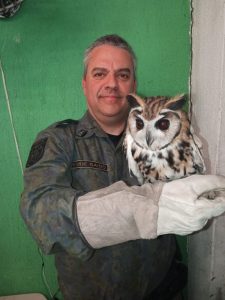 coruja resgatada pela GCM Ambiental