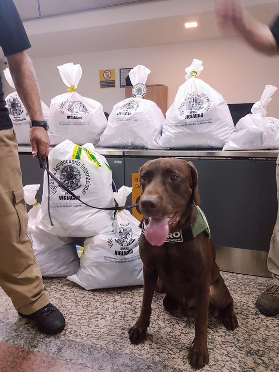 cão farejador x Aeroporto de Guarulhos